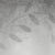 2181 Moon